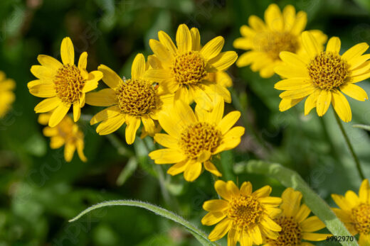 Arnica montana