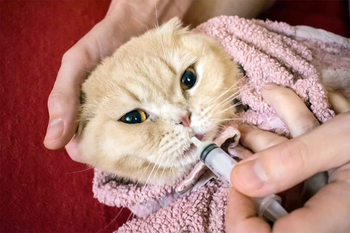 Somministrare farmaci al gatto